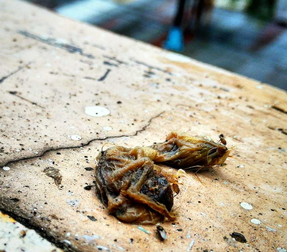 Photograph by Md Tohidur Rahman Muktadir