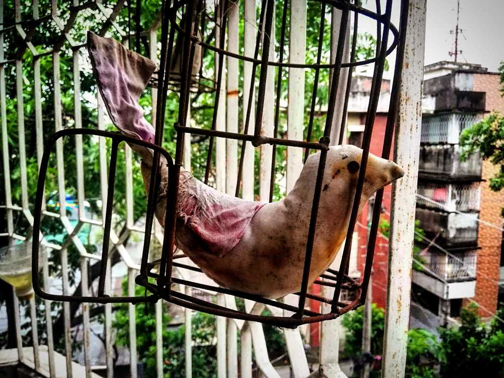 Photograph by Md Tohidur Rahman Muktadir