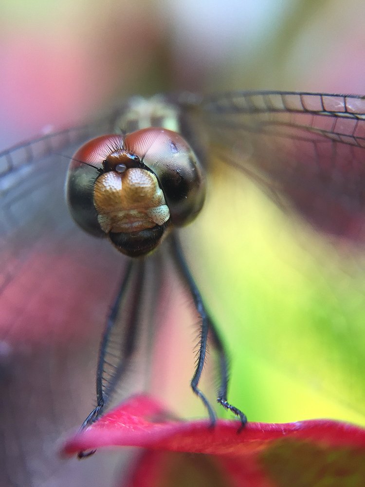 Dragonfly in my garden