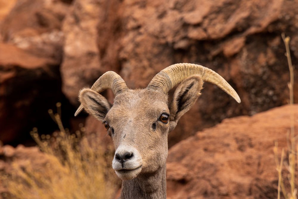 Young Bighorn