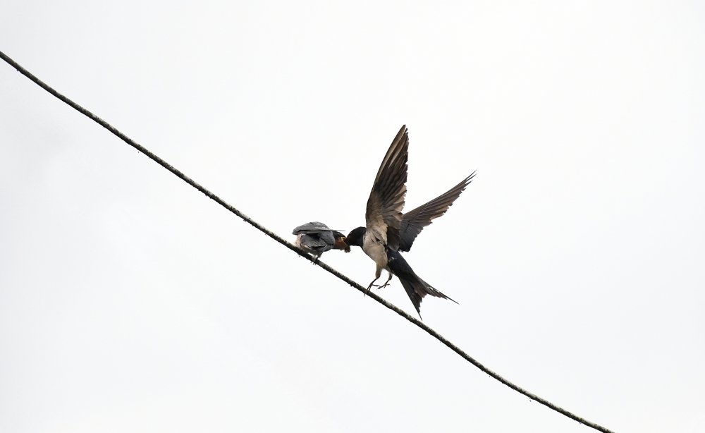 Photograph by Ashish Subba