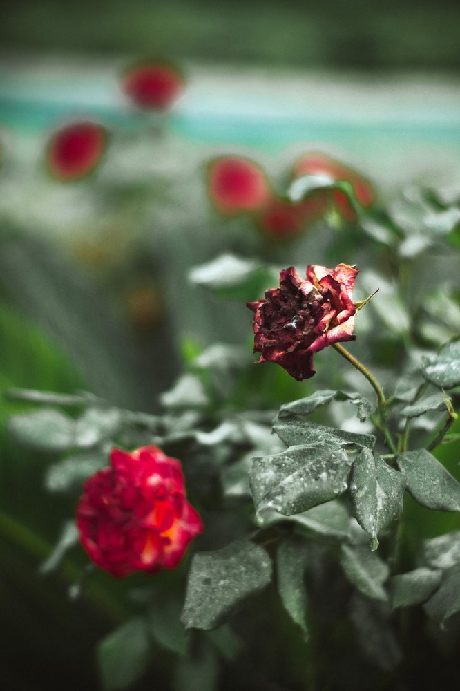 Photograph by Mohamed Monir