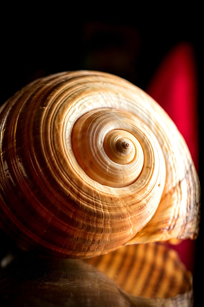 Photograph by Mohamed Monir