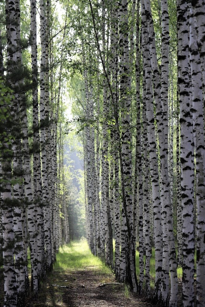 Photograph by александр лялин