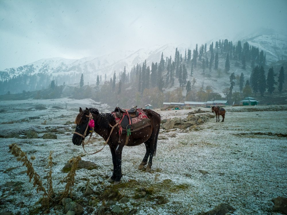Horses wait for customers