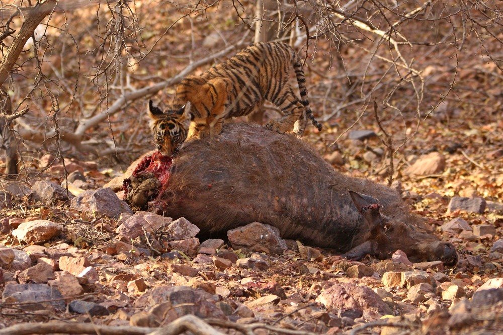 Photograph by Ankit Sharma