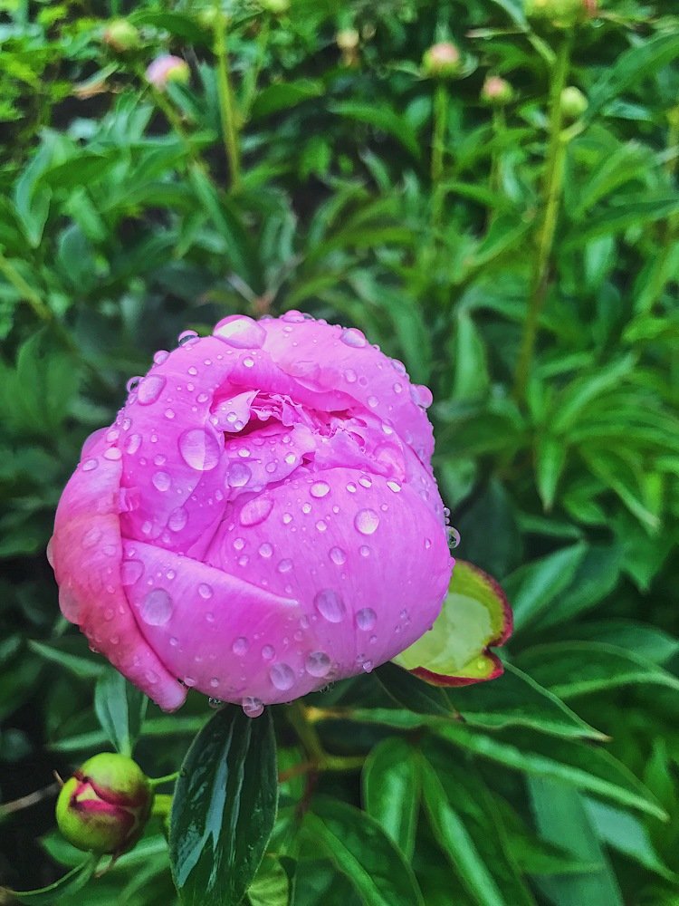 Фотография автора AnnA Shchegrinets