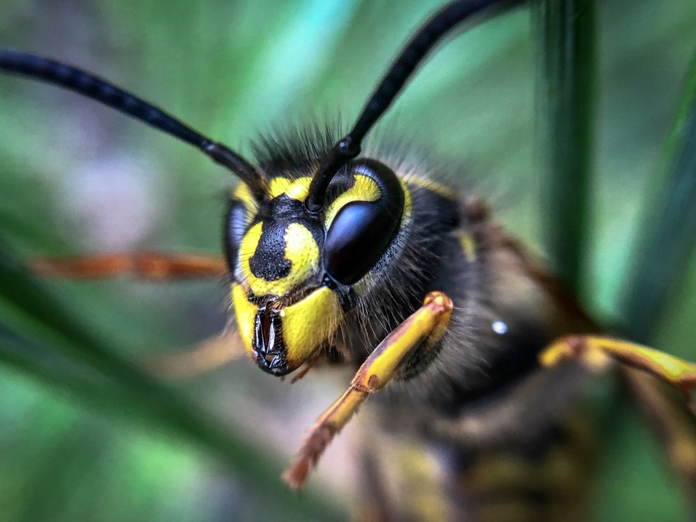 Полосатый воин