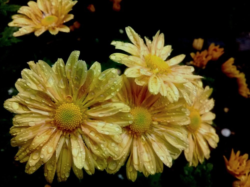 Yellow Chrysnthemum