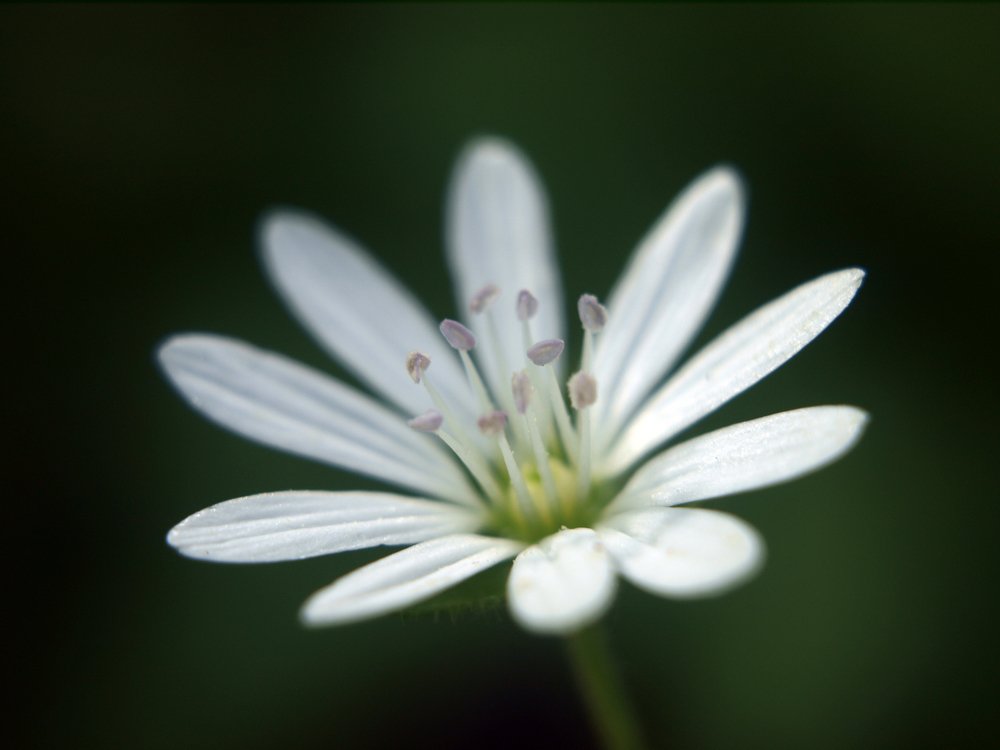 нежность / tenderness