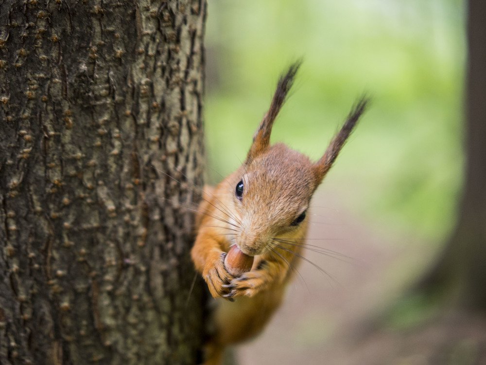 Photograph by Виктор Печищев