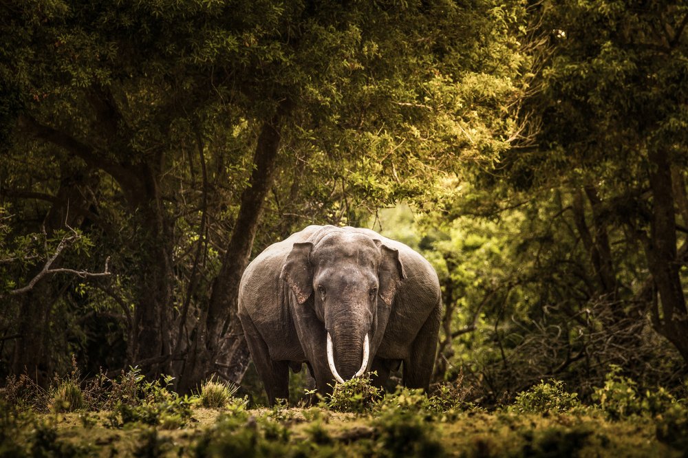 Photograph by Senthilverl Senthi Aathavan