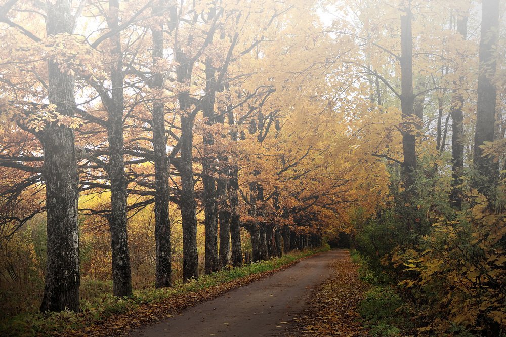 Photograph by Игорь Овсиенко