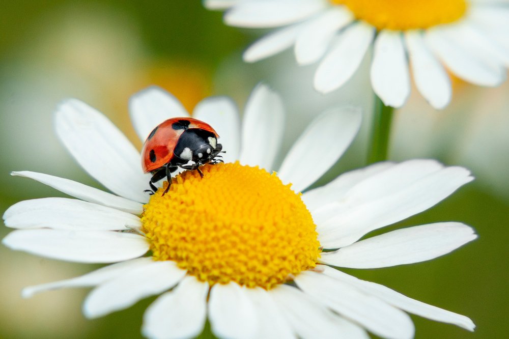 Photograph by Ольга Буракова