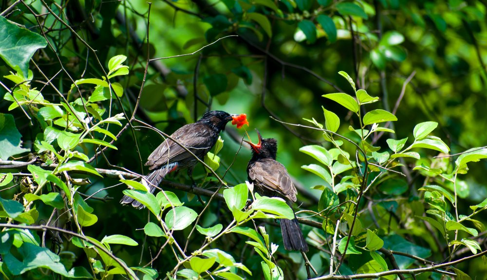 Mother's Love / Red Vented Bulbul
