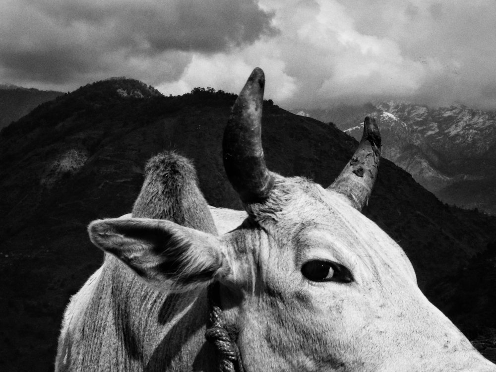 Photograph by Prajwal