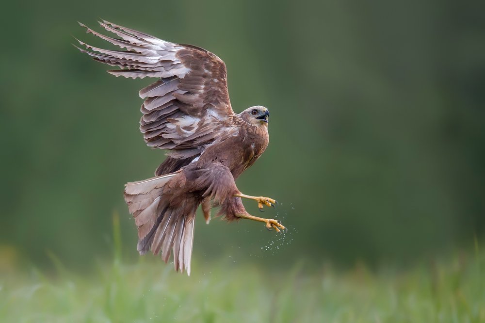Master of the Marsh Winds
