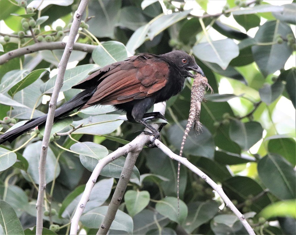 Crow Pheasant kill with lizard
