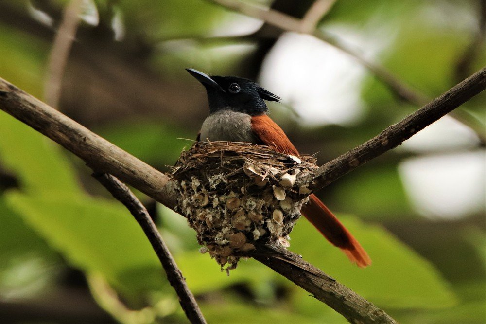 The Indian paradise flycatcher in nesting