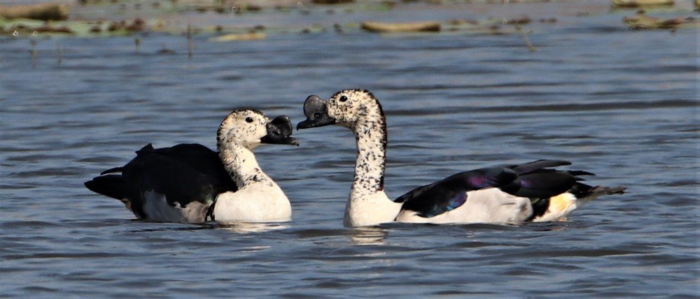 The knob-billed duck