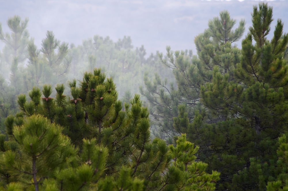 Photograph by Александр Пугачев