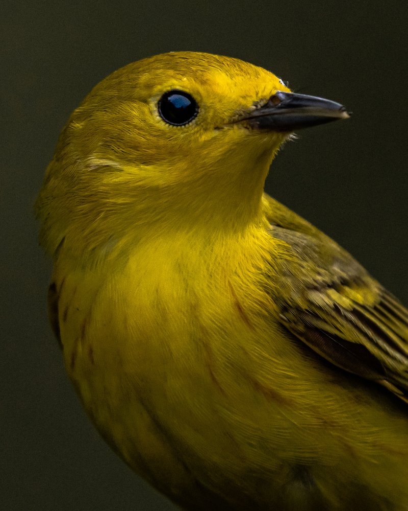 Photograph by JAMES BAILEY