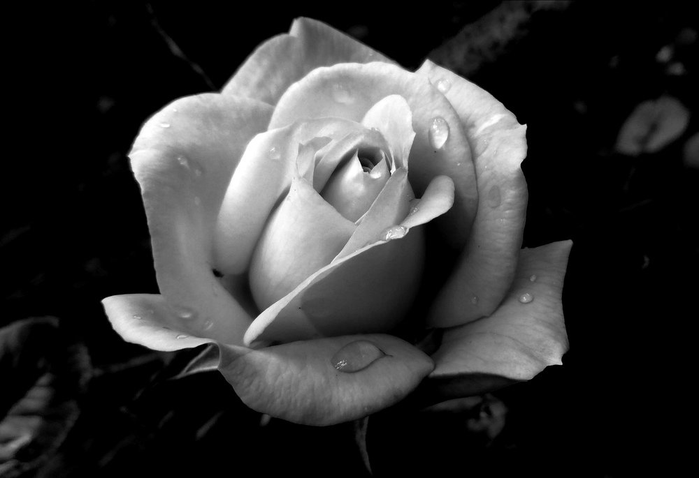 Photograph by Янинна Меровинг Илли