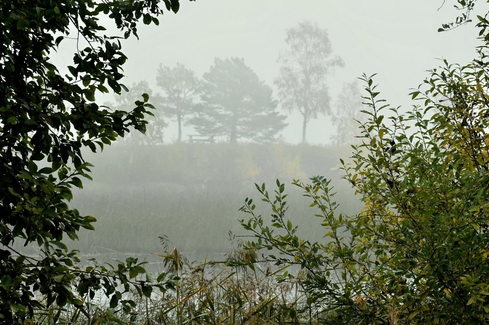 Misty morning