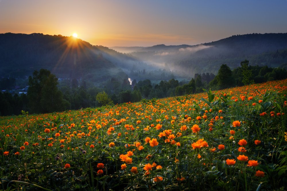 Цветут огоньки