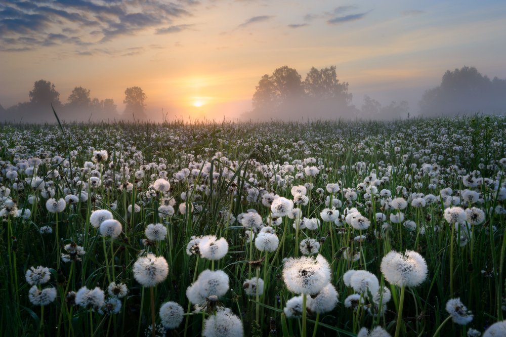 Туман над лугами