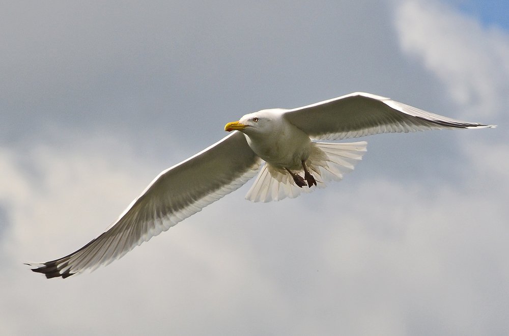 Фотография автора Антип