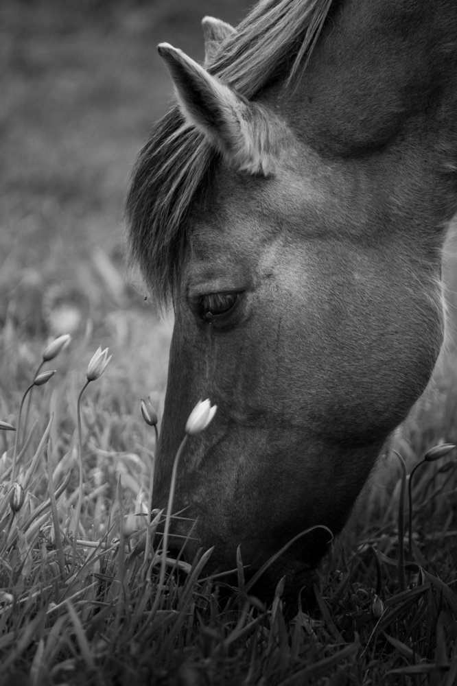 Photograph by Dzintra Zvagina