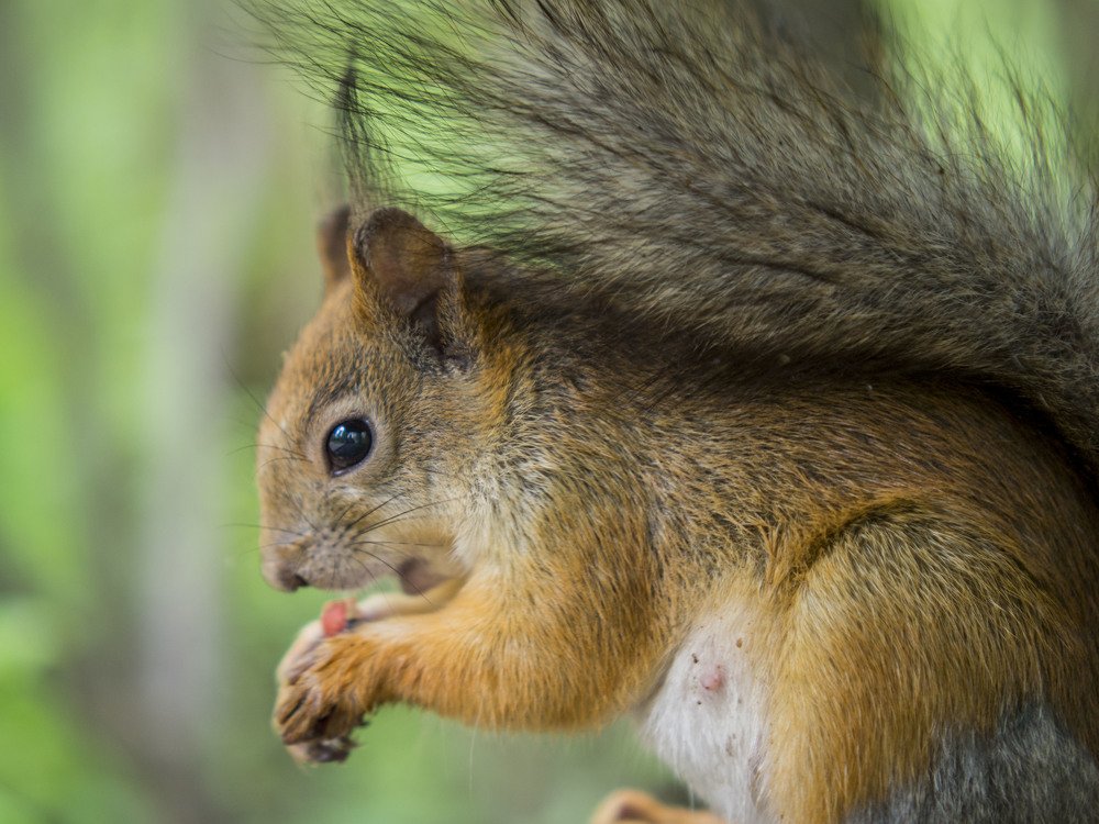 Photograph by Виктор Печищев