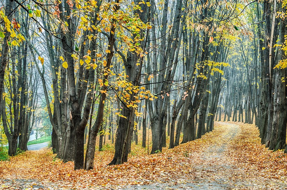 На распутье. Осенью