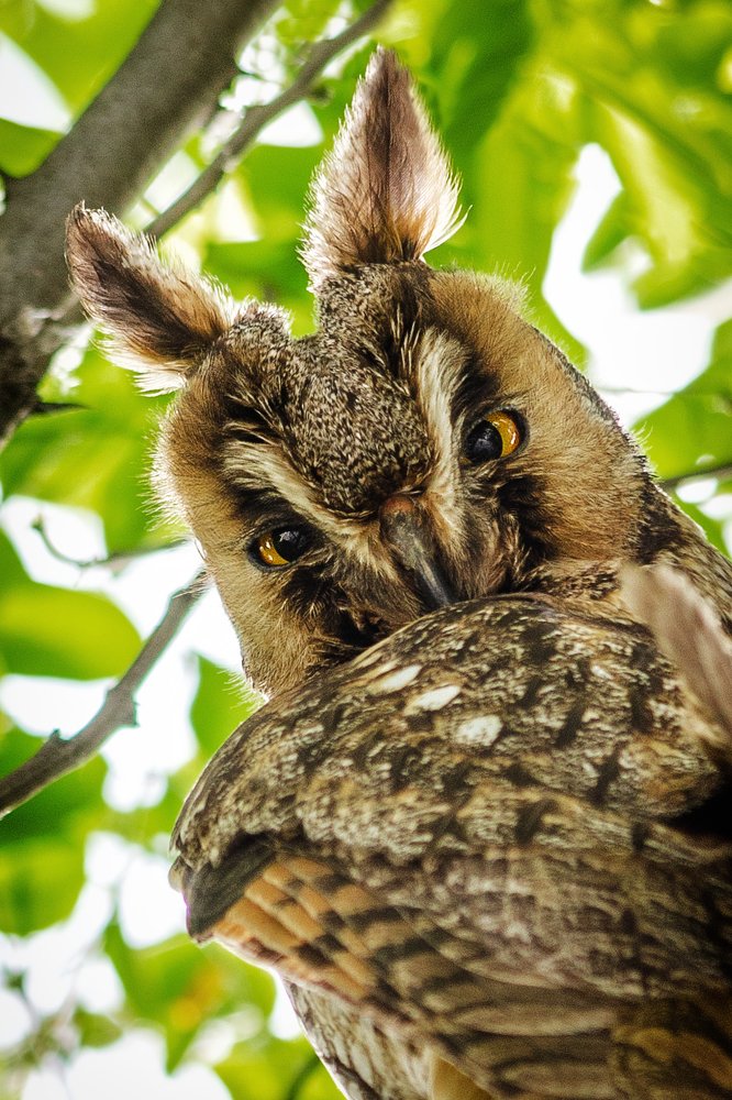 Ушастая сова