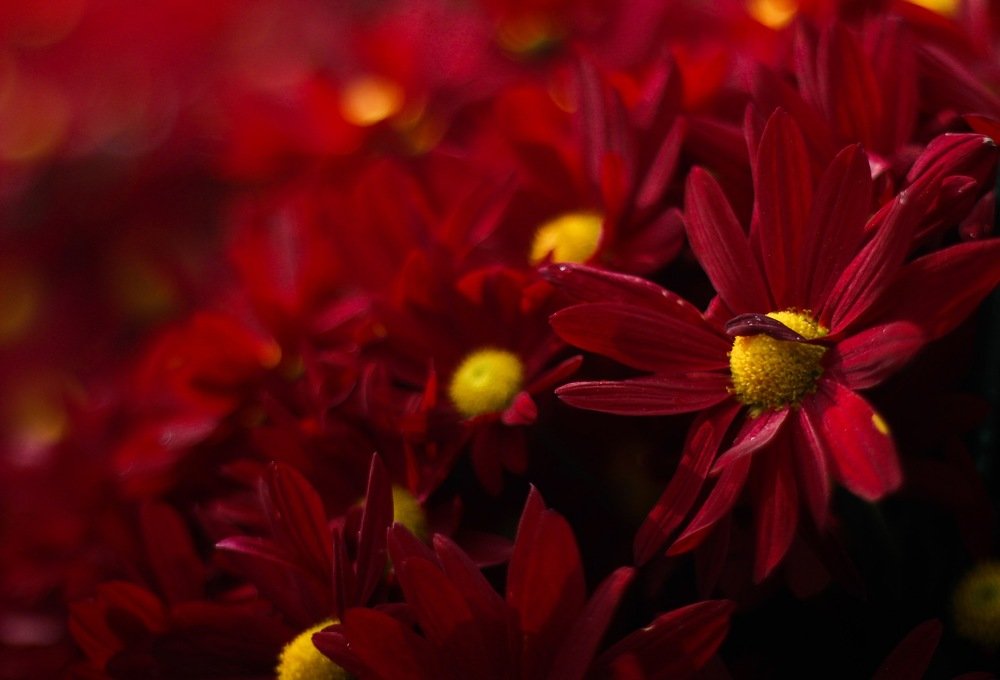 Photograph by Софья Гринченко