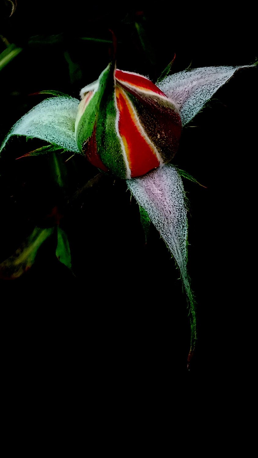 The birth of a rose