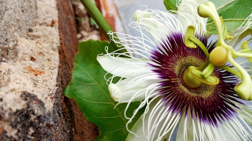 Photograph by Oriana Ceballos