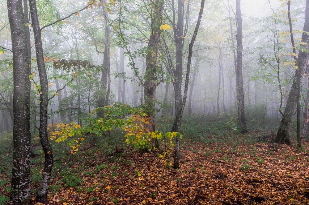 Photograph by mikhail goryachev