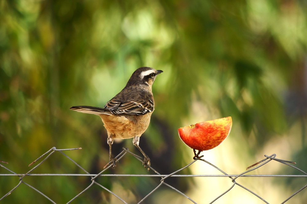 Photograph by Lucia Ana Juárez