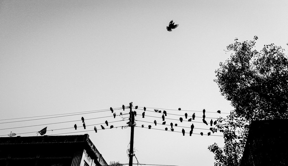 Photo #4638059