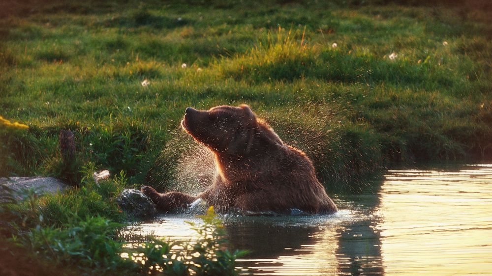 Bathing bear