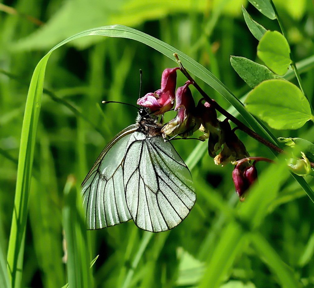Photograph by НИНА АВЕРЬЯНОВА