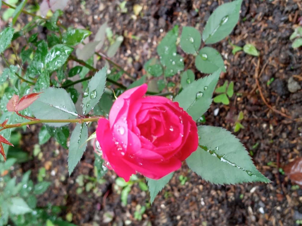 Photo #4638605