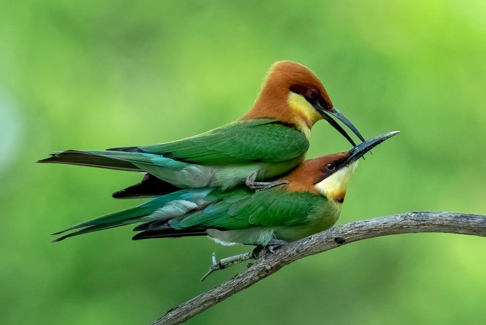 Photograph by TIAN CHING TAN