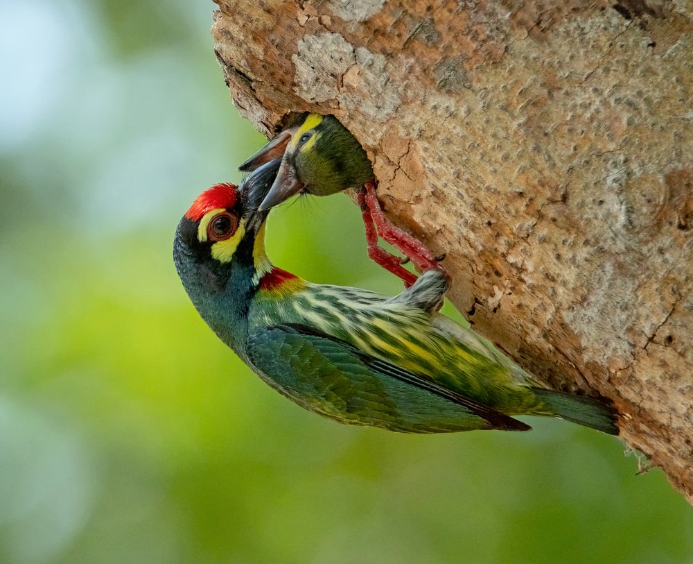 Photograph by TIAN CHING TAN