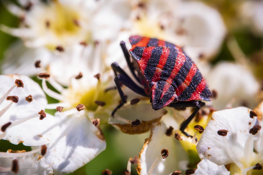 Photograph by Juraj Šulek