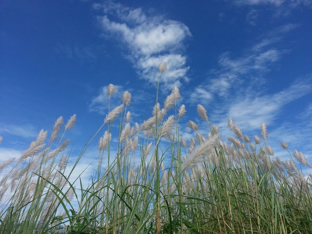 Photo #4639132