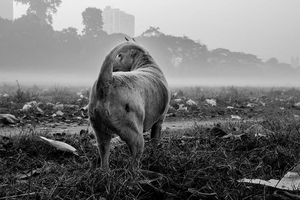 Photograph by Sourojeet Paul