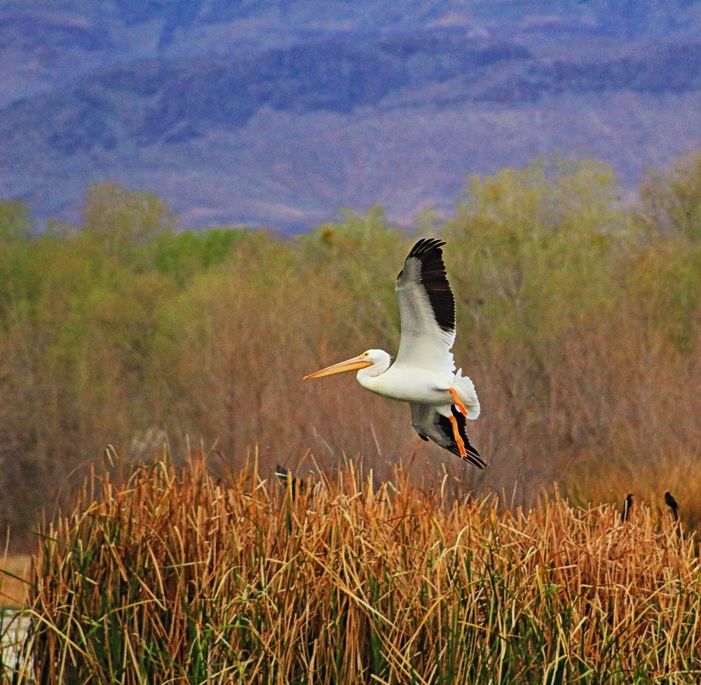 Photograph by Pérez valdez Joel
